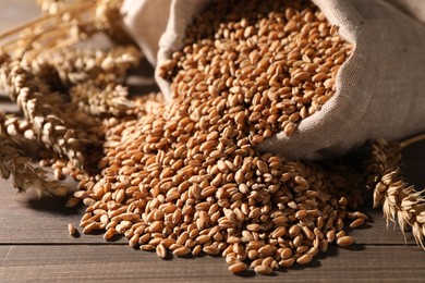 Wheat grains with spikelets on wooden table