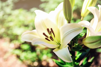 Beautiful blooming lily flowers in garden, closeup