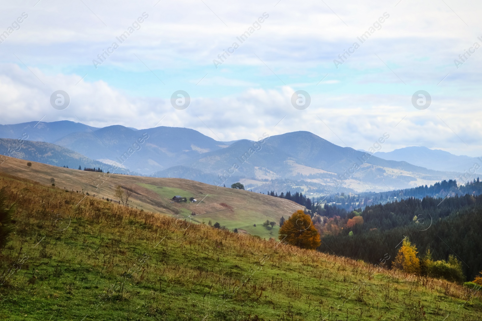 Photo of Beautiful mountain landscape with conifer forest and green hills