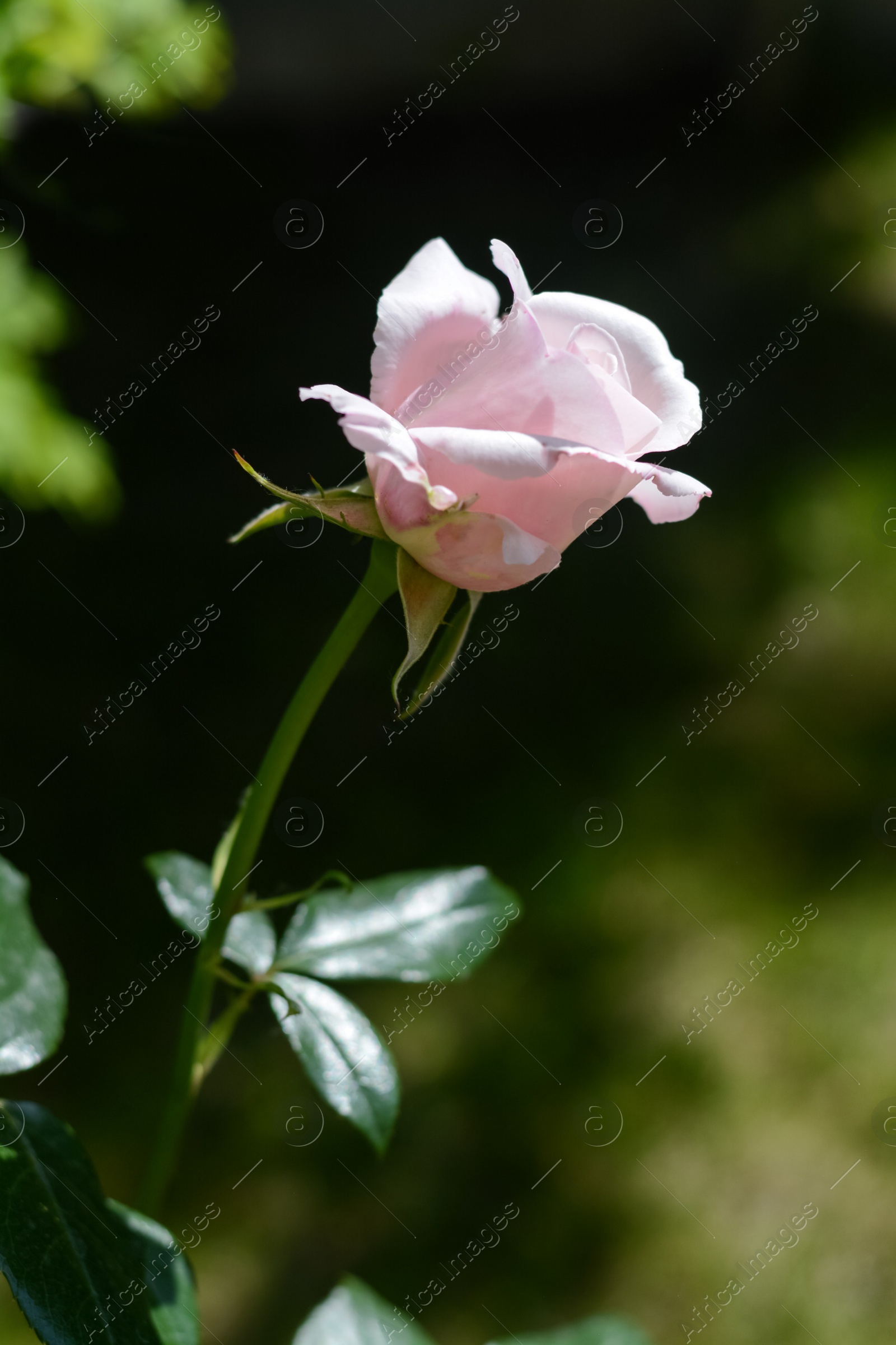 Photo of Beautiful pink rose flower blooming outdoors on sunny day, closeup