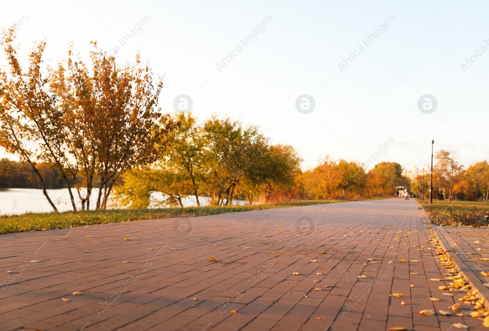 Photo of Trees with bright leaves in park. Autumn season