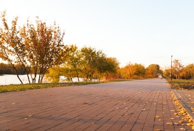 Trees with bright leaves in park. Autumn season