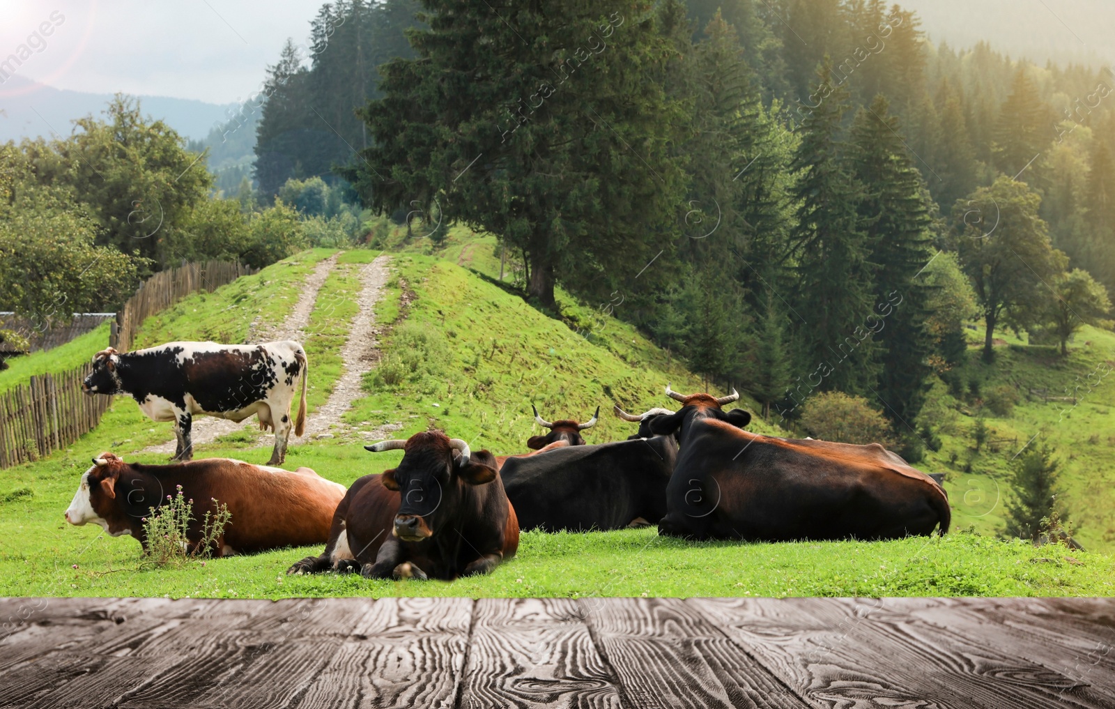 Image of Empty wooden table and cows resting near conifer forest on background. Animal husbandry concept 