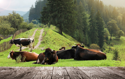 Empty wooden table and cows resting near conifer forest on background. Animal husbandry concept 