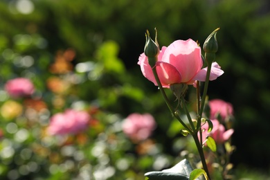 Photo of Beautiful blooming rose in garden on sunny day, space for text