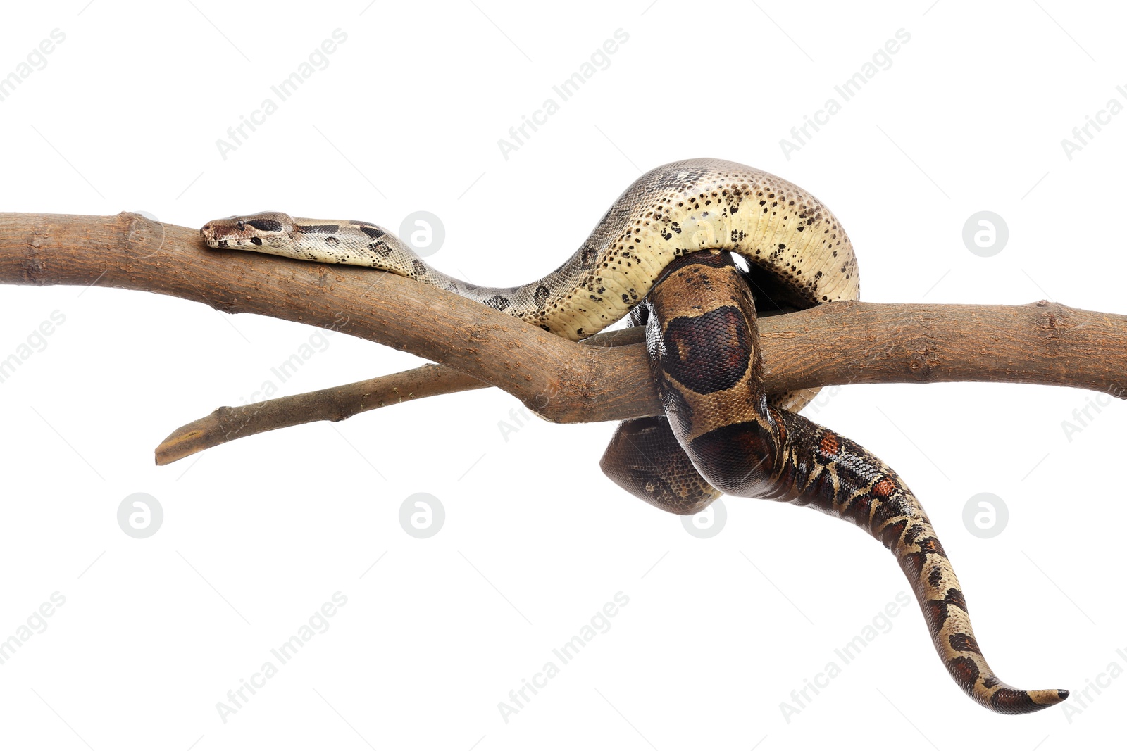 Photo of Brown boa constrictor on tree branch against white background