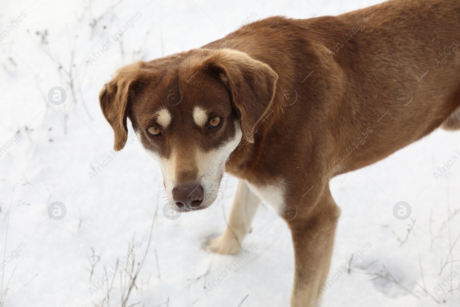 Photo of Cute brown dog outdoors on snowy day