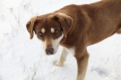 Cute brown dog outdoors on snowy day