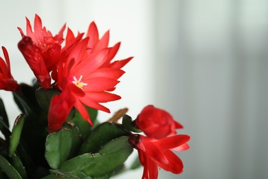 Beautiful blooming Schlumbergera (Christmas or Thanksgiving cactus) against light background, closeup. Space for text