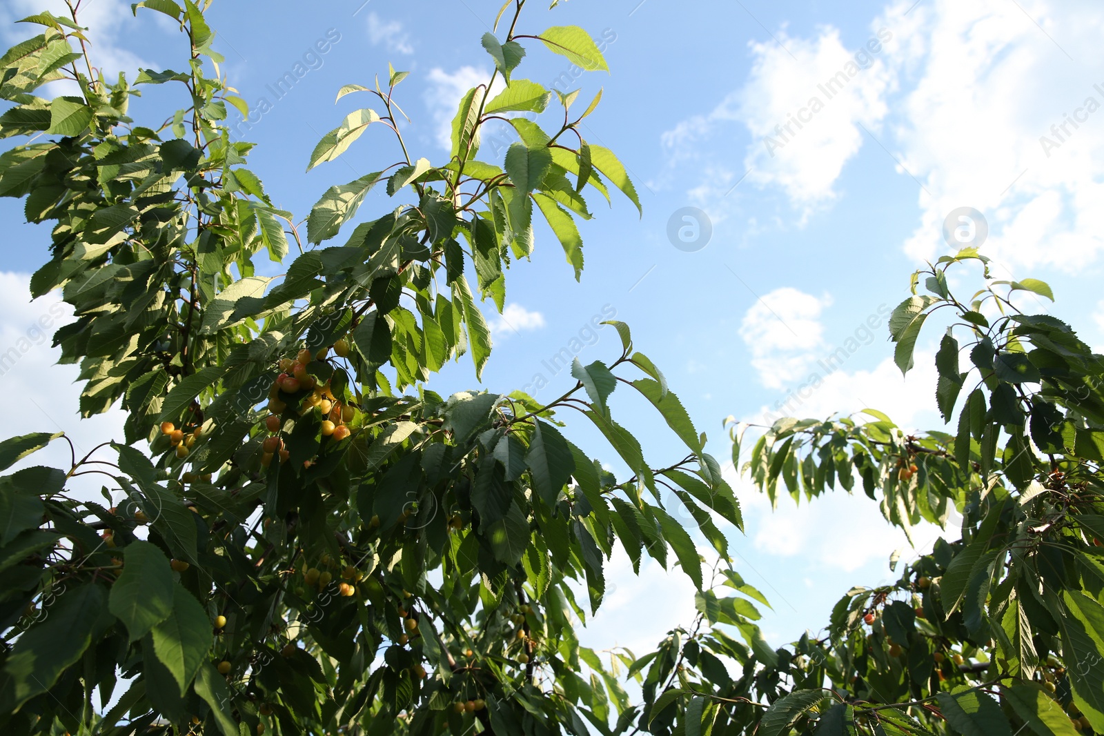 Photo of Cherry tree with green leaves and unripe berries growing outdoors, low angle view