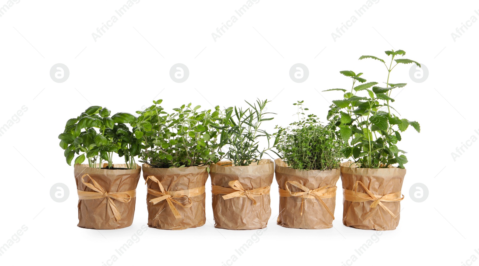 Photo of Different aromatic potted herbs isolated on white