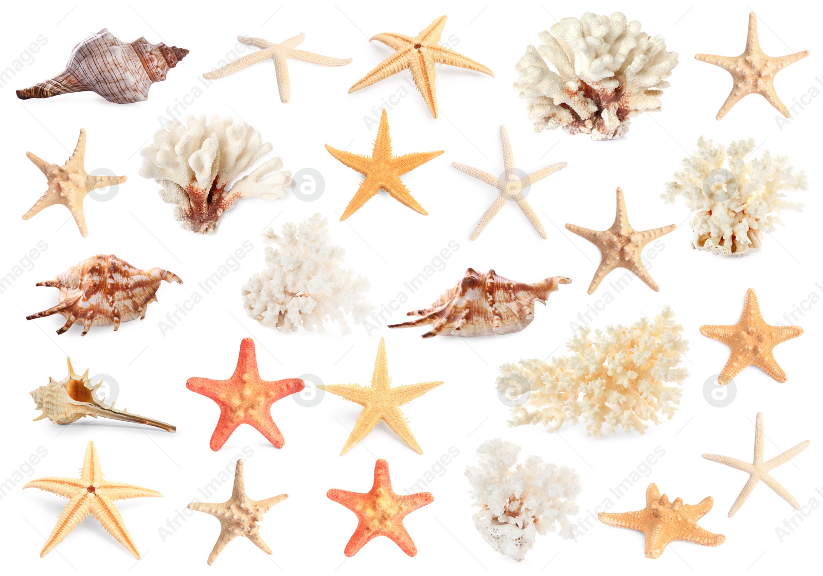 Image of Set with sea stars, shells and corals isolated on white