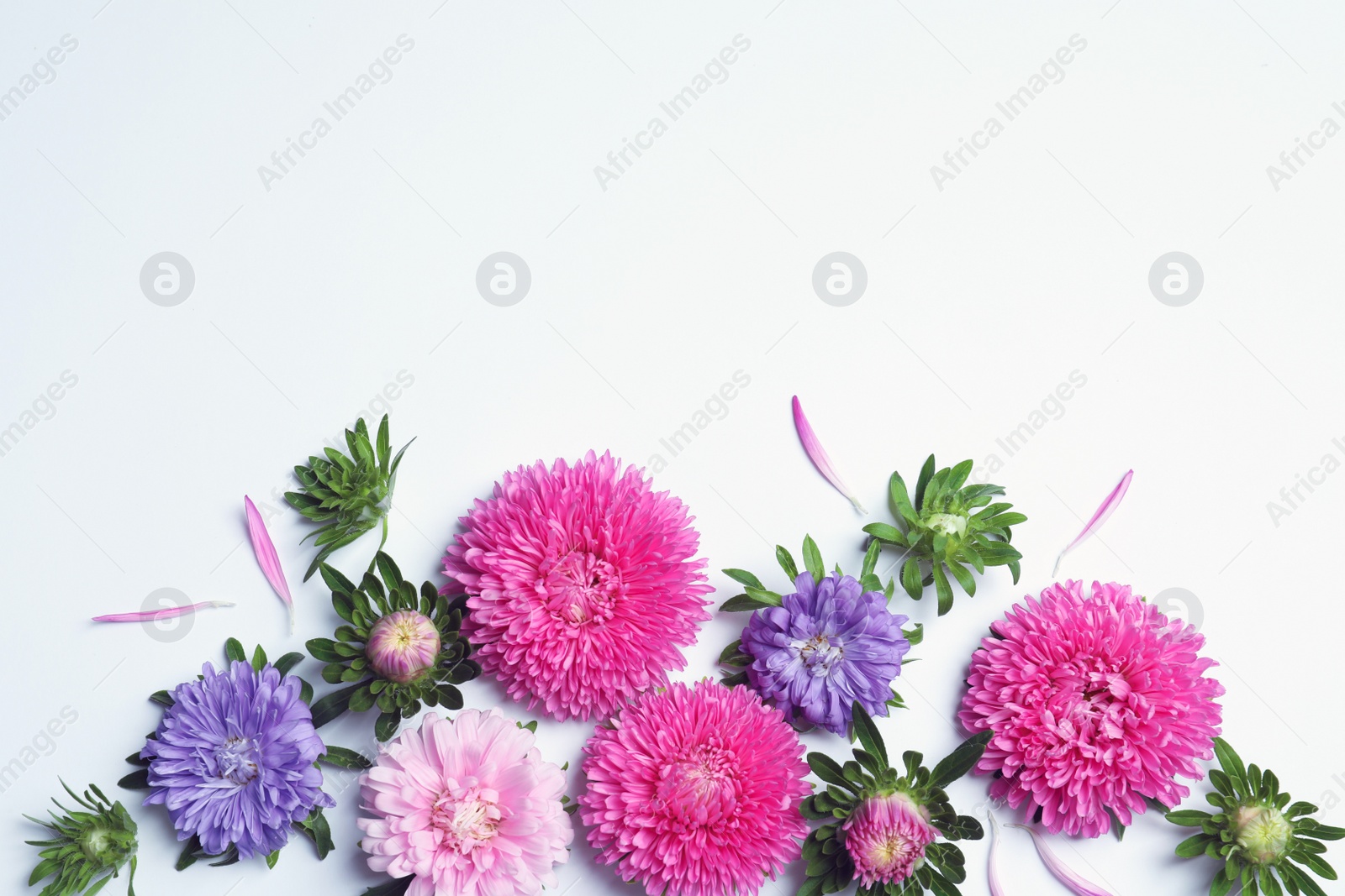 Photo of Beautiful aster flowers on white background, top view. Space for text