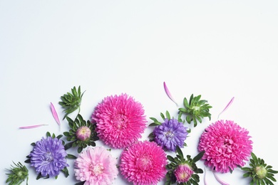 Beautiful aster flowers on white background, top view. Space for text