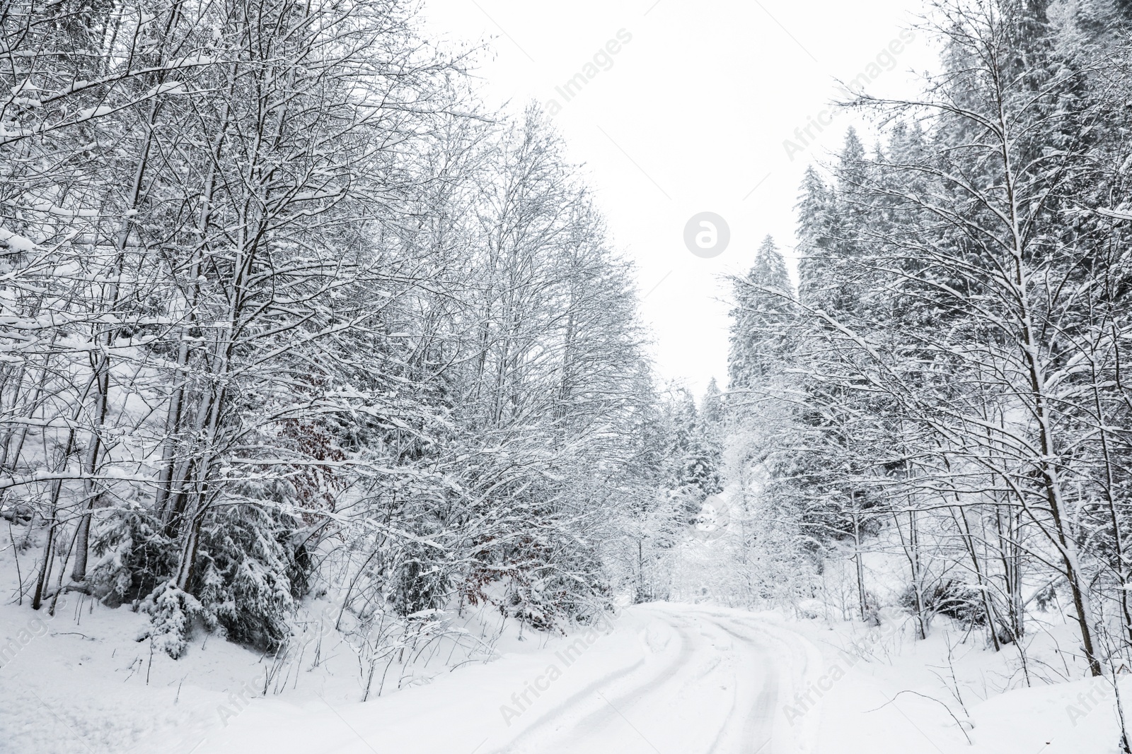 Photo of Picturesque view of road near snowy forest on winter day