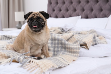 Happy cute pug dog on bed indoors