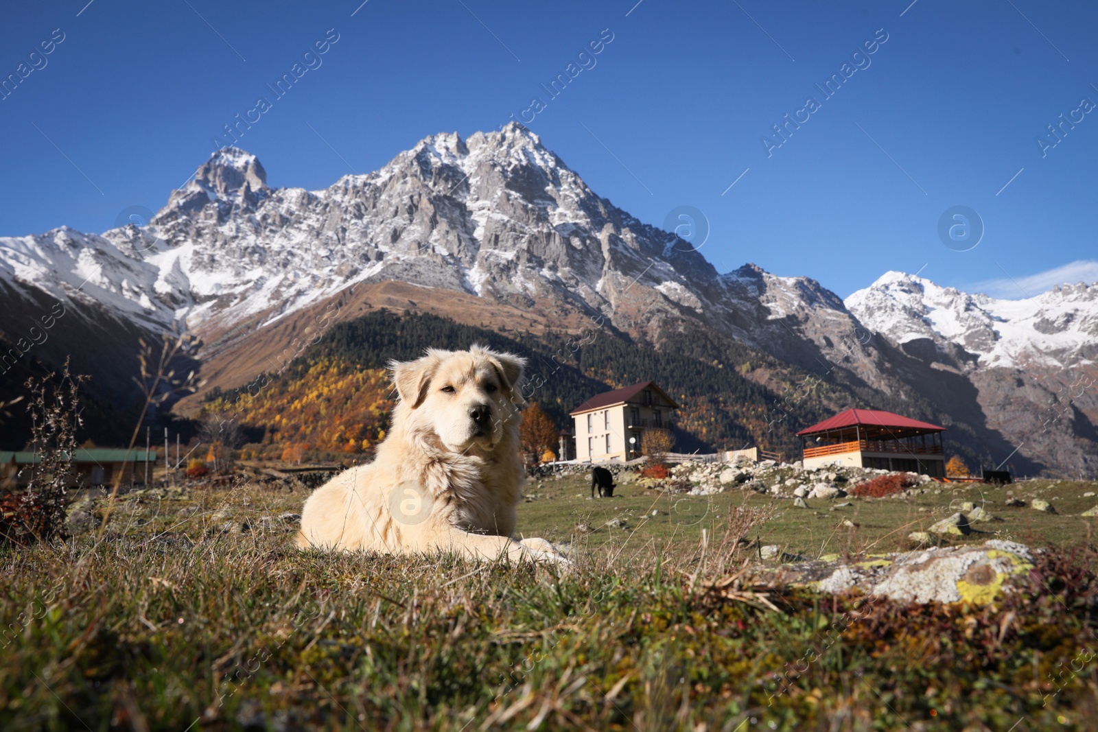 Photo of Adorable dog in mountains on sunny day