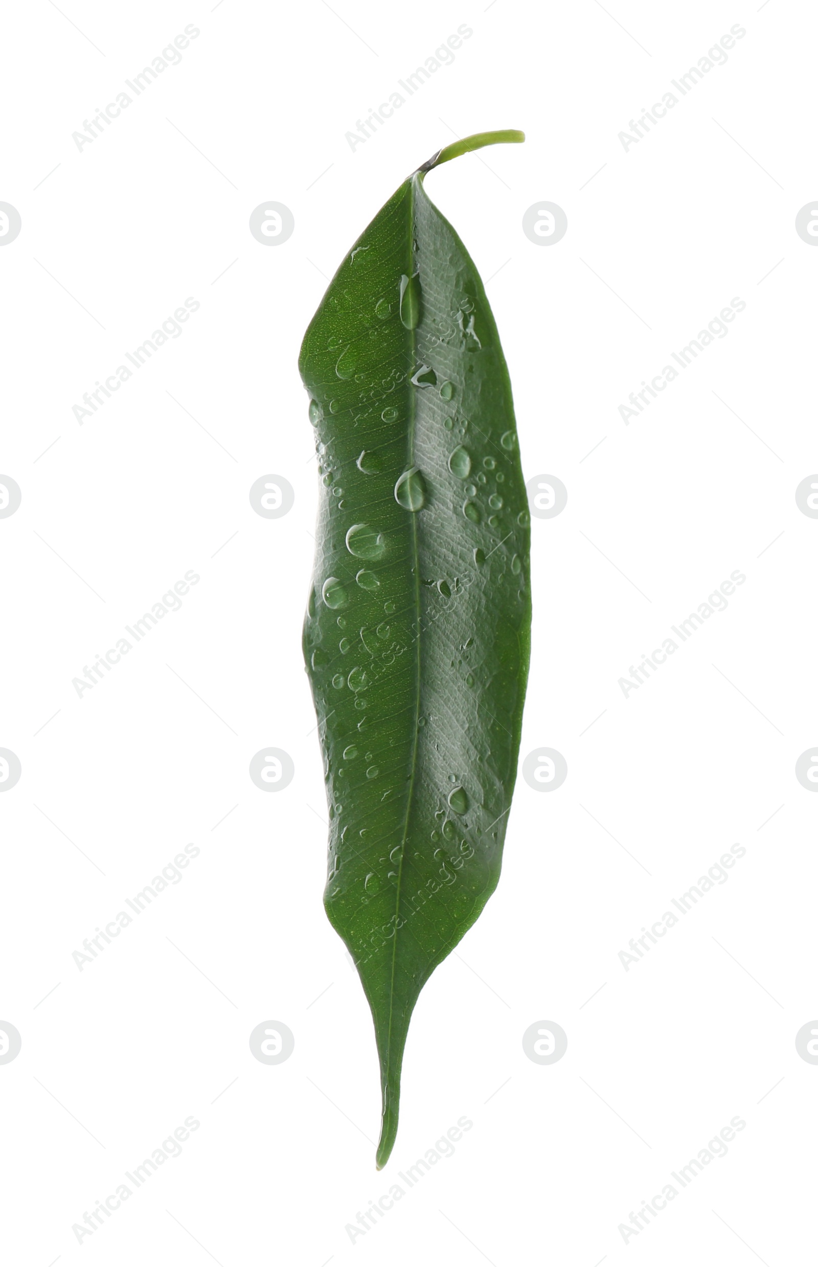 Photo of Fresh green ficus leaf on white background