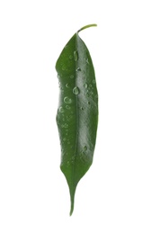 Photo of Fresh green ficus leaf on white background