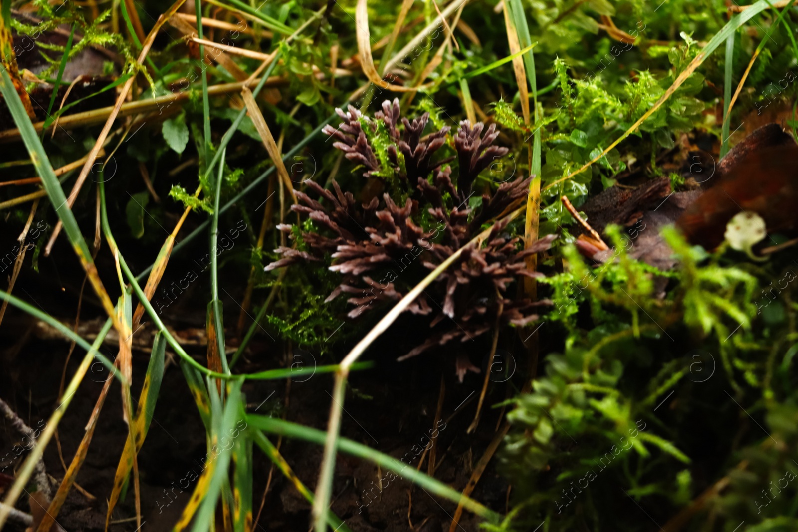 Photo of Fresh green fern plants in dark forest