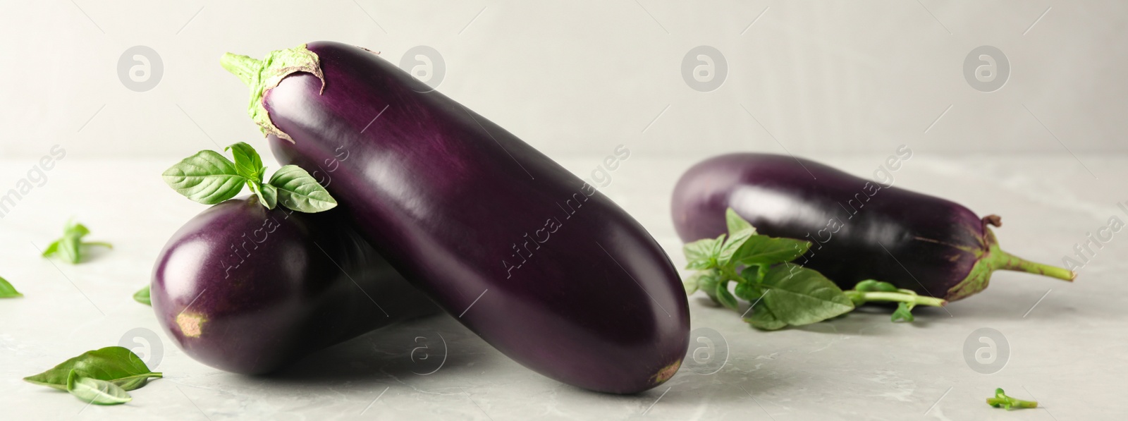 Image of Ripe eggplants and basil on light grey marble table. Banner design