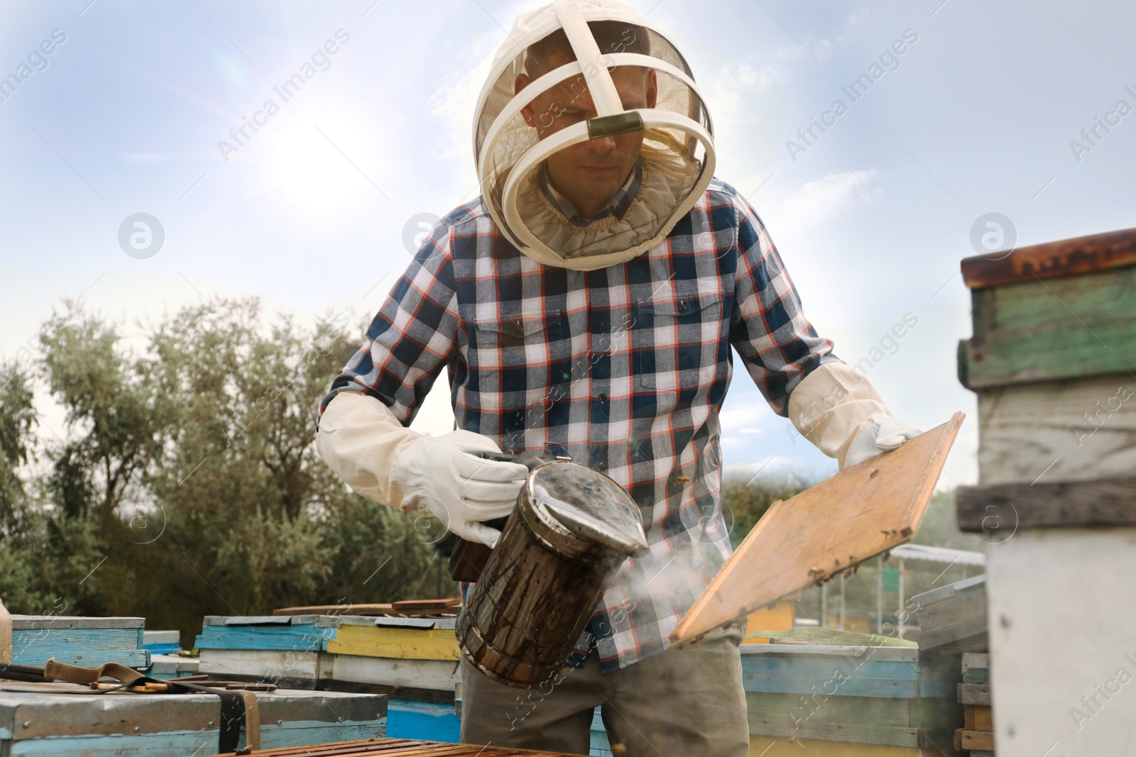 Photo of Beekeeper using bee smoker near hive at apiary. Harvesting honey