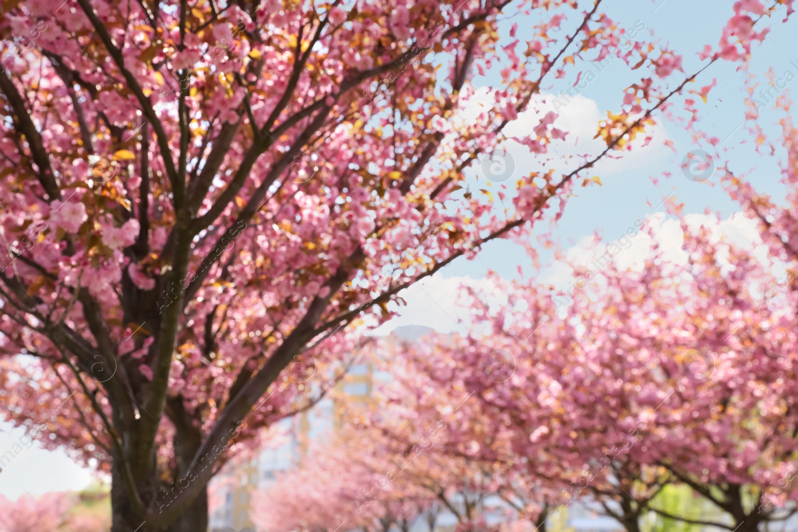 Photo of Blurred view of blossoming sakura trees outdoors on sunny day