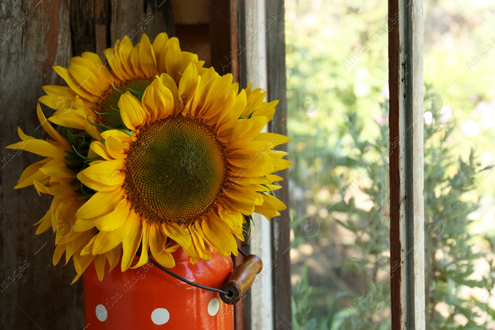 Photo of Bouquet of beautiful sunflowers in tin near window. Space for text