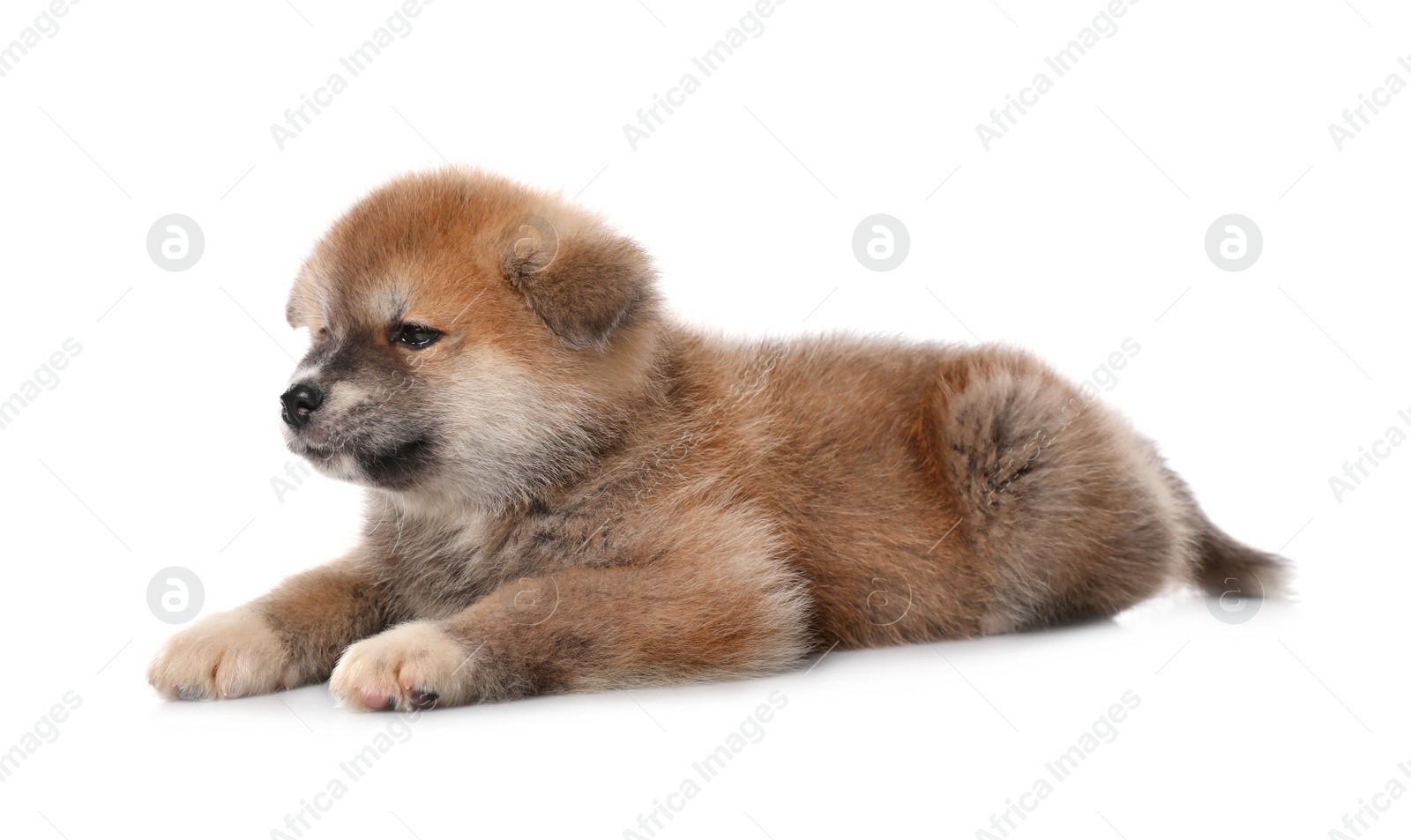 Photo of Adorable Akita Inu puppy on white background