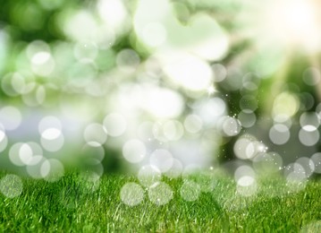 Vibrant green grass outdoors on sunny day