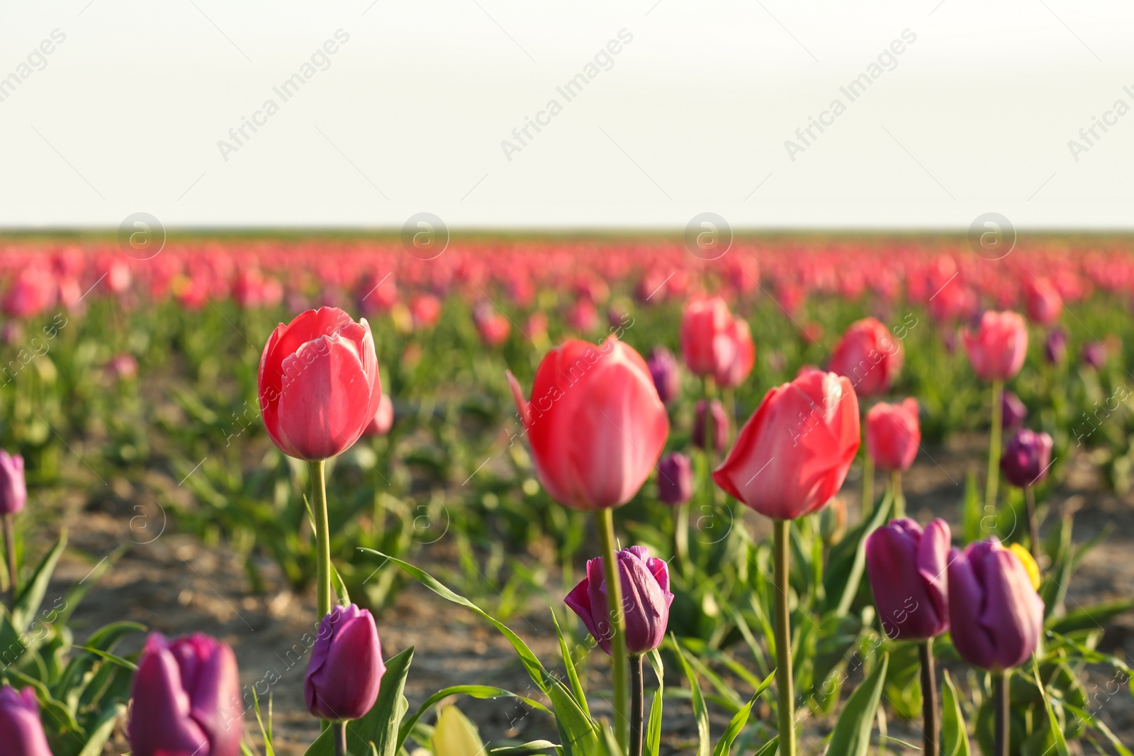 Photo of Field with fresh beautiful tulips. Blooming flowers