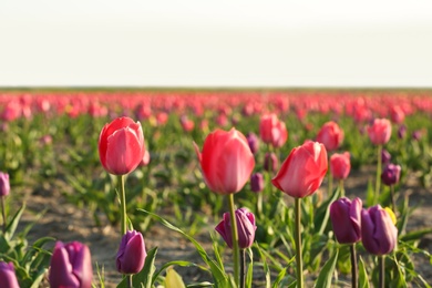 Field with fresh beautiful tulips. Blooming flowers