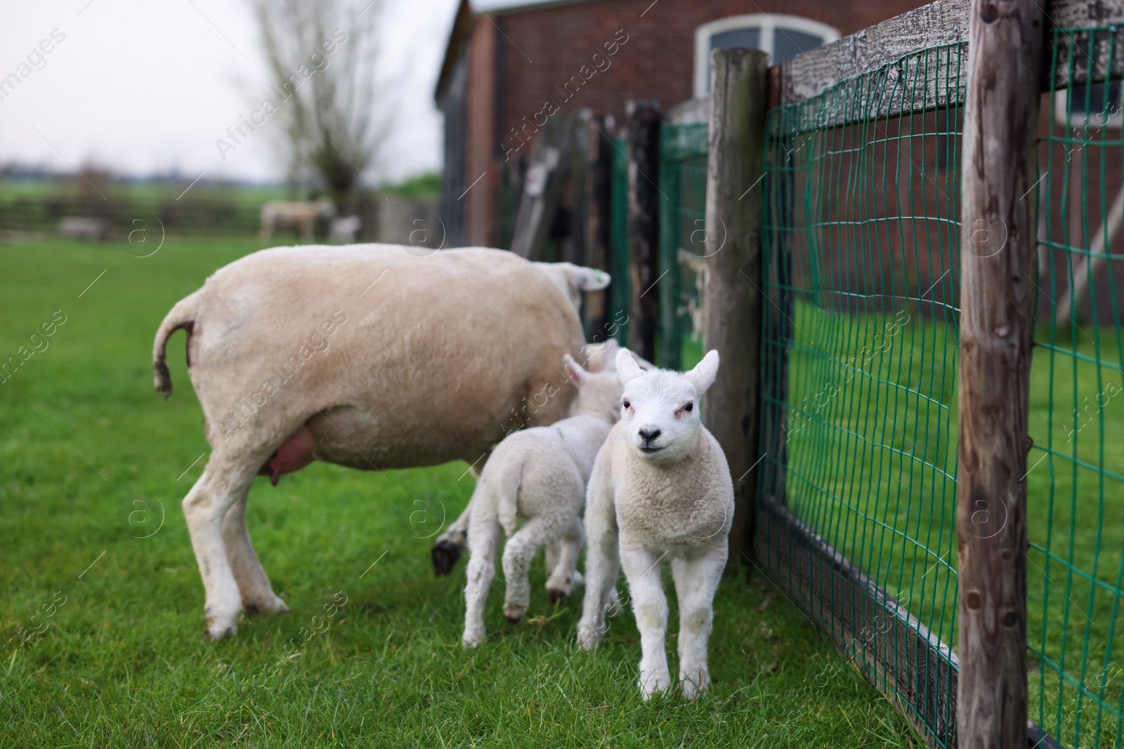 Photo of Beautiful sheep with cute lambs near fence in farmyard