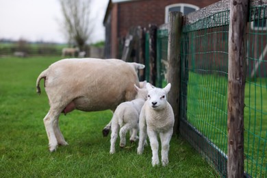 Beautiful sheep with cute lambs near fence in farmyard