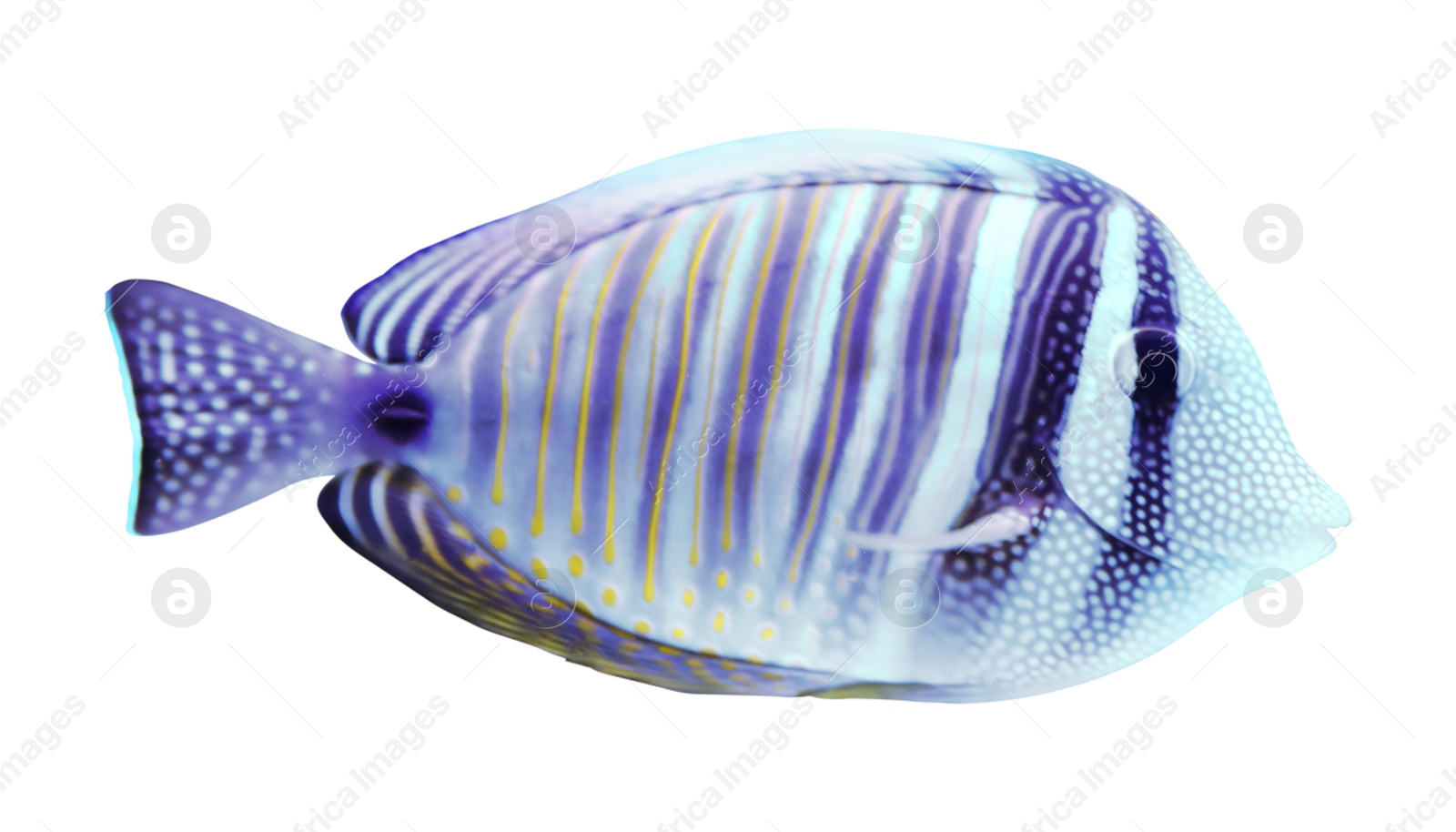 Image of Beautiful bright butterfly fish on white background 