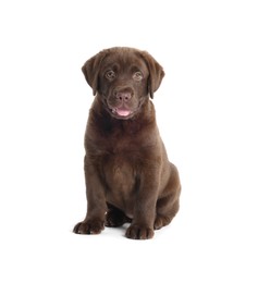 Photo of Cute chocolate Labrador Retriever puppy on white background