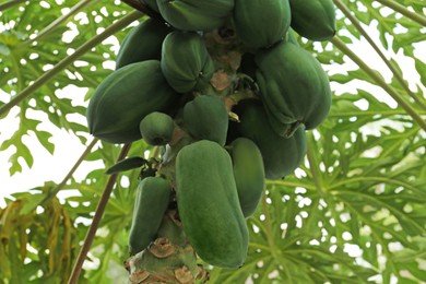 Photo of Unripe papaya fruits growing on tree outdoors, closeup