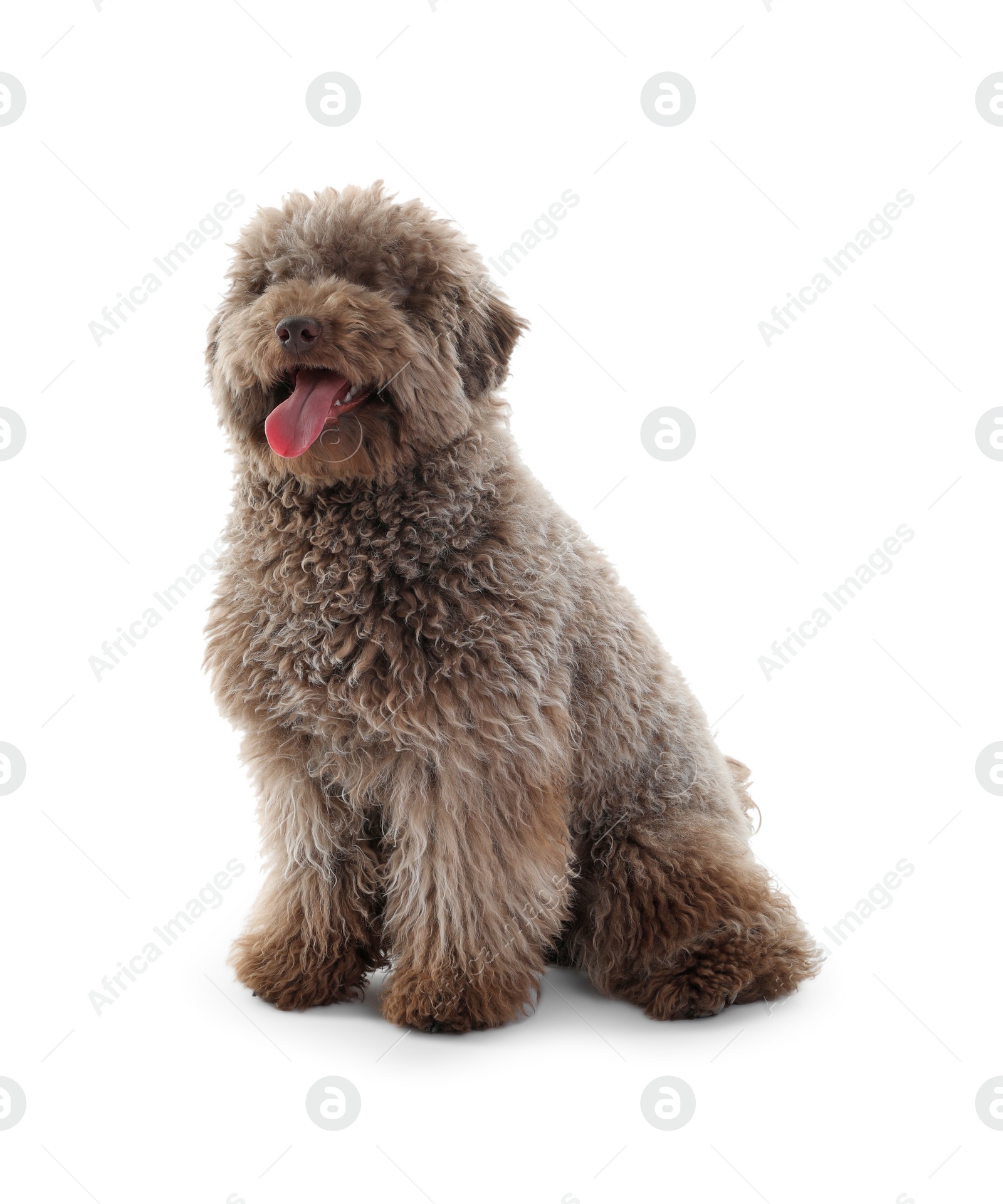 Photo of Cute Toy Poodle dog on white background