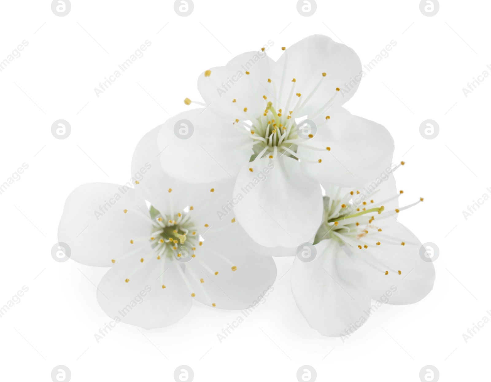 Photo of Beautiful flowers of blooming spring tree on white background