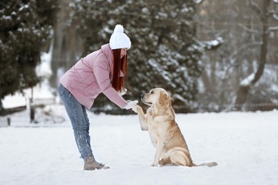 Adorable Labrador Retriever giving paw to beautiful young woman on winter day outdoors
