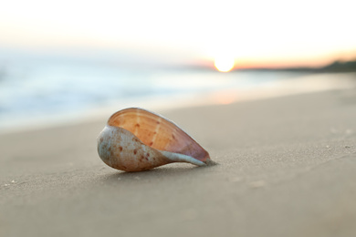 Photo of Beautiful seashell on sandy beach at sunrise, closeup