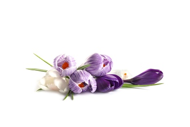 Beautiful spring crocus flowers on white background