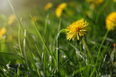 Photo of Beautiful bright yellow dandelions in green grass on sunny day, closeup