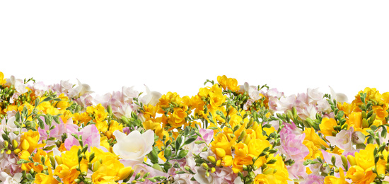 Image of Many beautiful fragrant freesia flowers isolated on white. Banner design