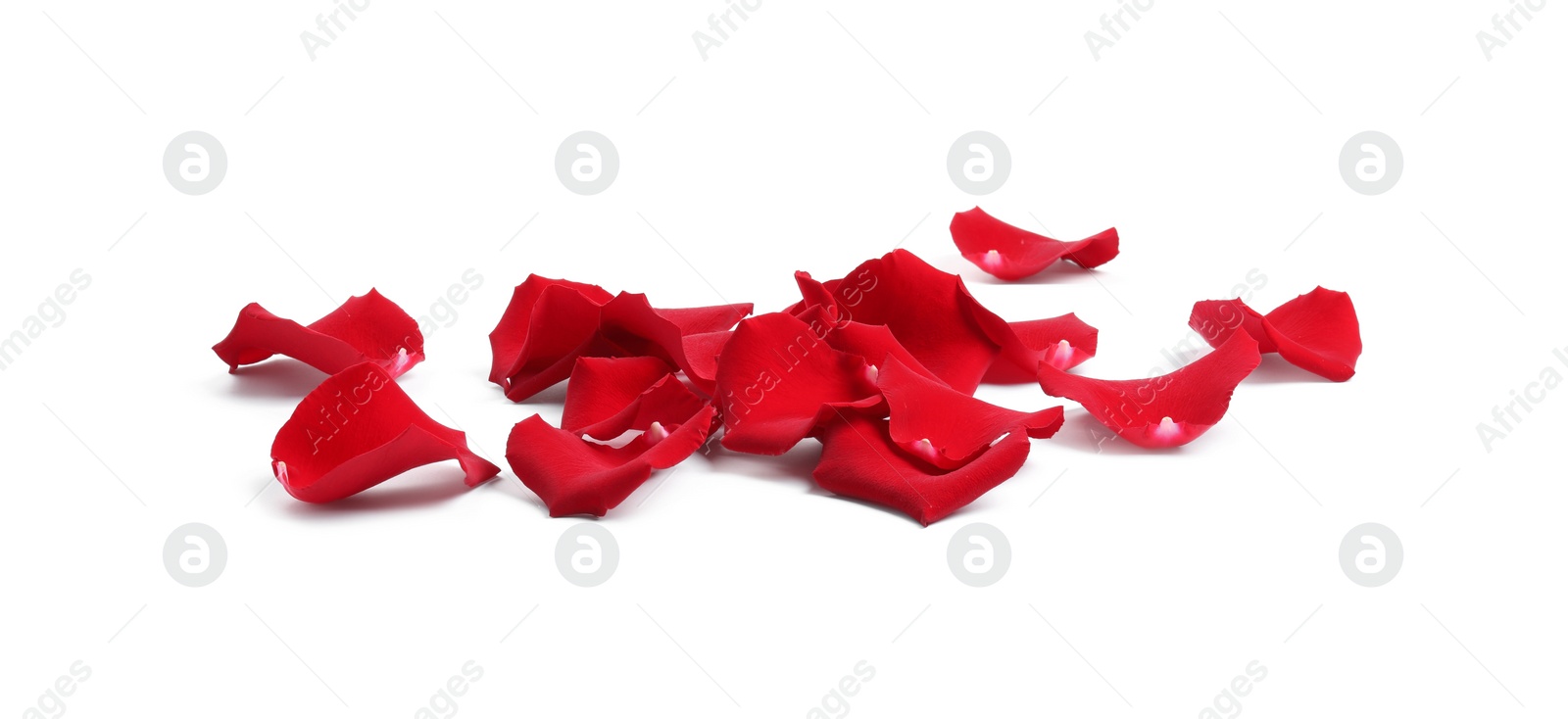 Photo of Beautiful red rose petals on white background