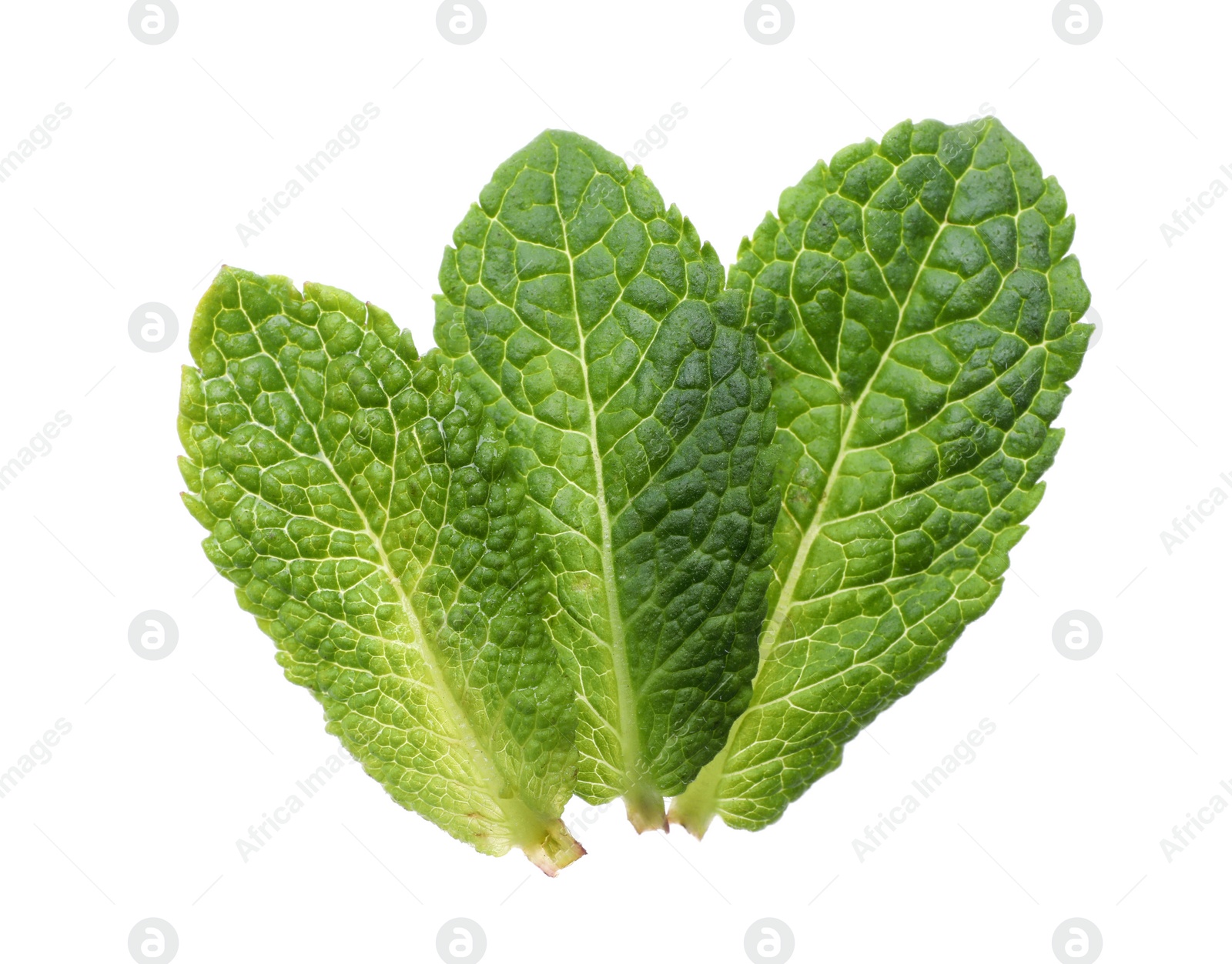 Photo of Green leaves of fresh aromatic mint isolated on white