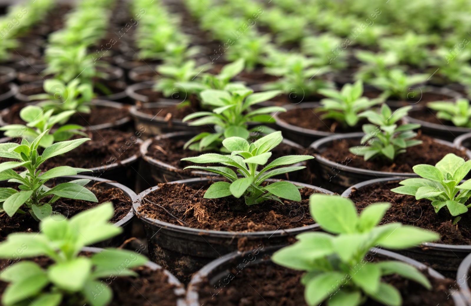 Photo of Many fresh green seedlings growing in pots with soil, closeup