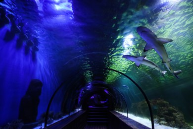 Photo of Beautiful glass aquarium tunnel in modern oceanarium
