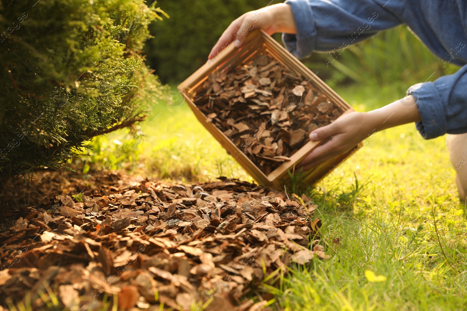 Photo of Woman mulching soil with bark chips in garden, closeup