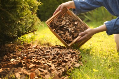 Woman mulching soil with bark chips in garden, closeup